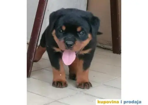 Na prodaju štenci ROTVAJLERA i odrasli psi - 2/5