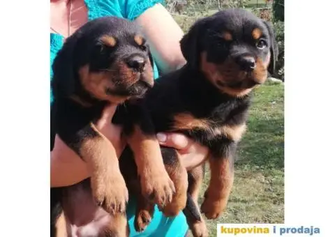 Na prodaju štenci ROTVAJLERA i odrasli psi - 3/5