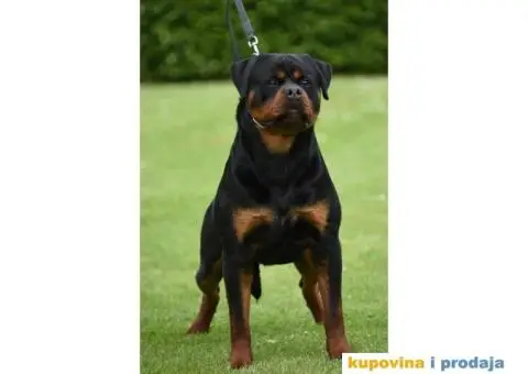 Na prodaju štenci ROTVAJLERA i odrasli psi - 4/5