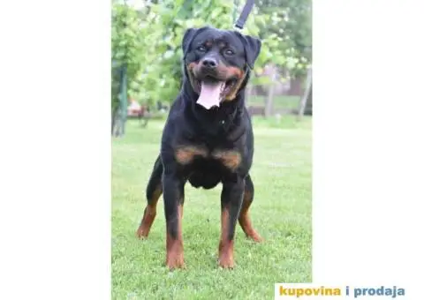 Na prodaju štenci ROTVAJLERA i odrasli psi - 5/5