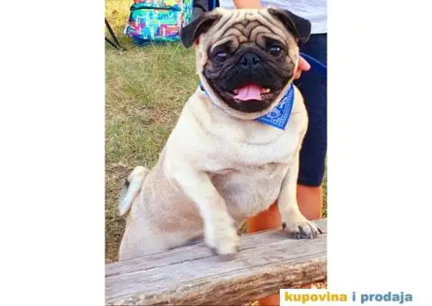 mladi muzjak mopsa za parenje
