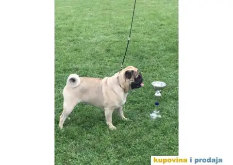 mladi muzjak mopsa za parenje - 2/2