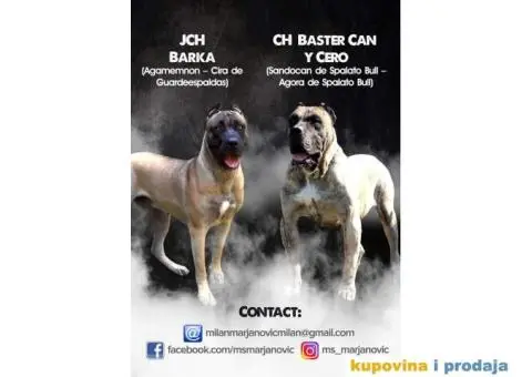 Stenci PRESA CANARIO - rezervacija - 1/8