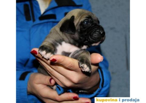 Stenci PRESA CANARIO - rezervacija - 2/8