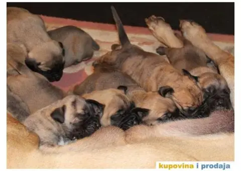 Stenci PRESA CANARIO - rezervacija - 3/8