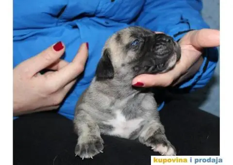 Stenci PRESA CANARIO - rezervacija - 4/8