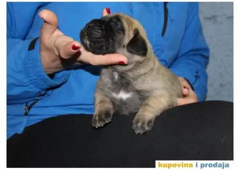 Stenci PRESA CANARIO - rezervacija - 5/8