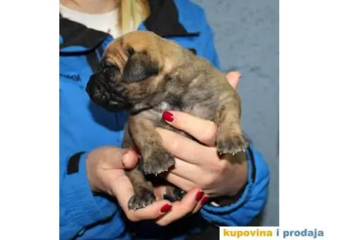 Stenci PRESA CANARIO - rezervacija - 6/8