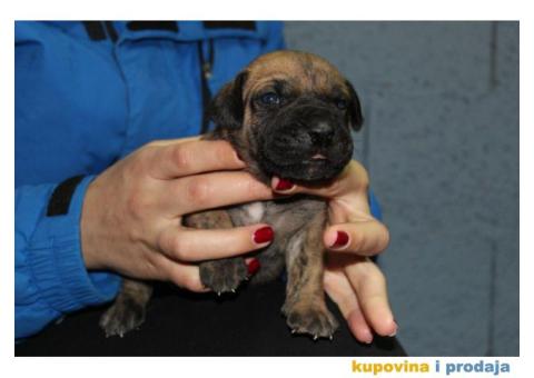 Stenci PRESA CANARIO - rezervacija - 7/8