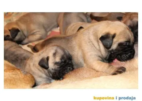 Stenci PRESA CANARIO - rezervacija - 8/8