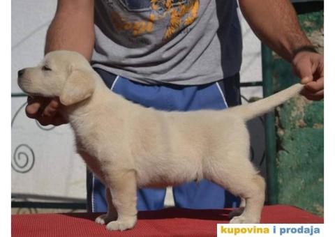 LABRADOR RETRIVER stenci vrhunskog kvaliteta - 1/6
