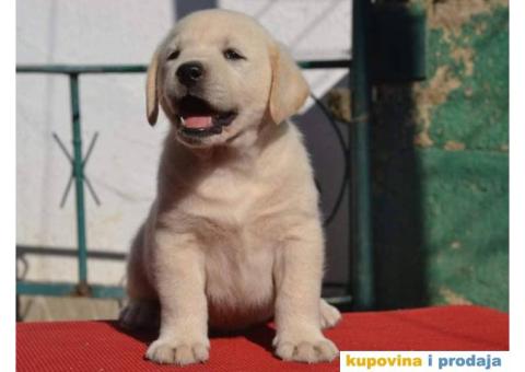 LABRADOR RETRIVER stenci vrhunskog kvaliteta - 2/6