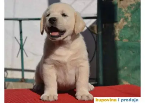 LABRADOR RETRIVER stenci vrhunskog kvaliteta - 2/6
