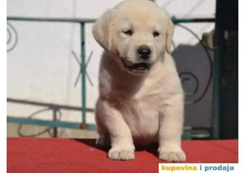 LABRADOR RETRIVER stenci vrhunskog kvaliteta - 3/6