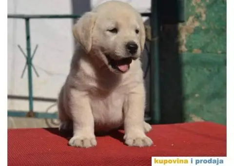 LABRADOR RETRIVER stenci vrhunskog kvaliteta - 4/6