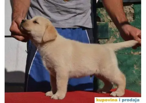 LABRADOR RETRIVER stenci vrhunskog kvaliteta - 5/6