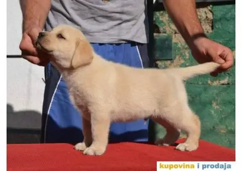 LABRADOR RETRIVER stenci vrhunskog kvaliteta - 6/6