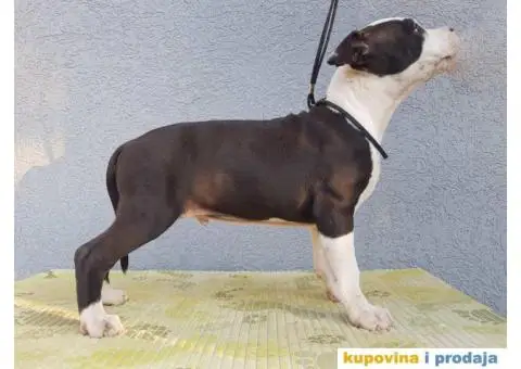 Americki staford stenci - 2/9