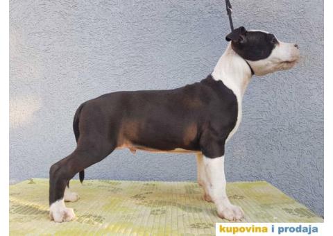 Americki staford stenci - 3/9