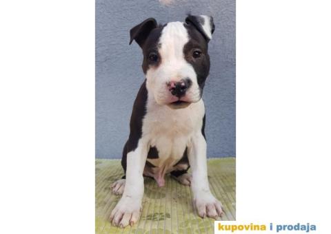 Americki staford stenci - 4/9