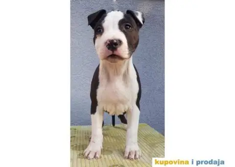 Americki staford stenci - 5/9