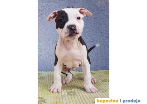 Americki staford stenci - 9/9