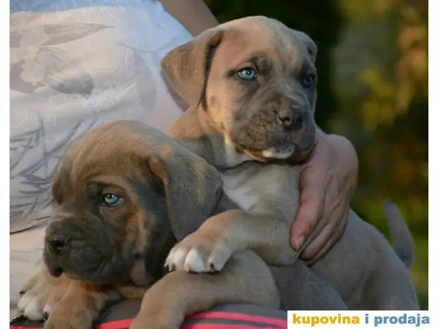 CANE CORSO sivi i formentino - 1