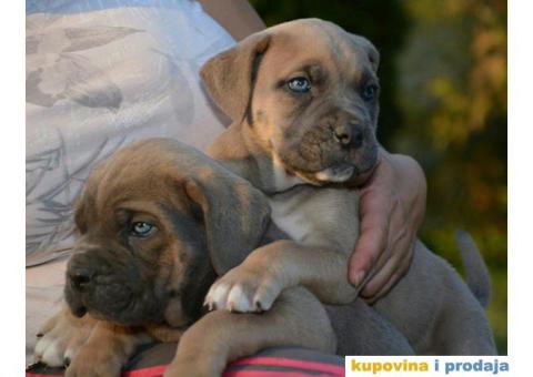 CANE CORSO sivi i formentino - 1/5