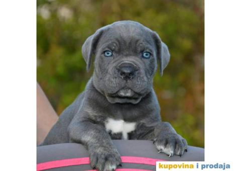 CANE CORSO sivi i formentino - 2/5