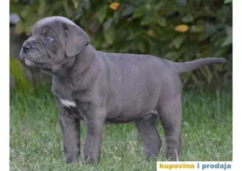 CANE CORSO sivi i formentino - 3/5