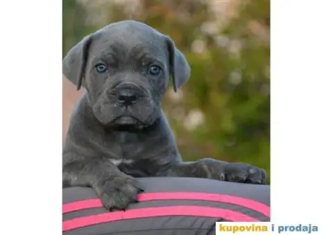 CANE CORSO sivi i formentino - 4/5