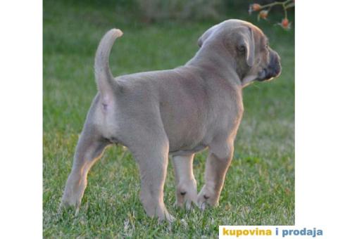 CANE CORSO sivi i formentino - 5/5
