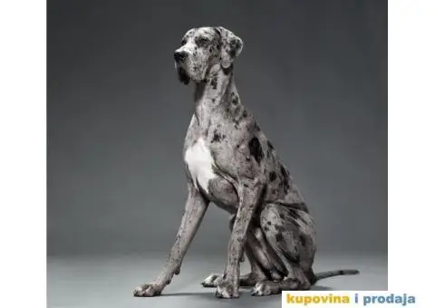 Nagrađivani mužjak doge za parenje - 1/4