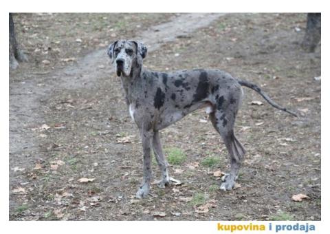 Nagrađivani mužjak doge za parenje - 2/4