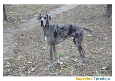 Nagrađivani mužjak doge za parenje - 2/4