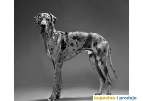 Nagrađivani mužjak doge za parenje - 3/4