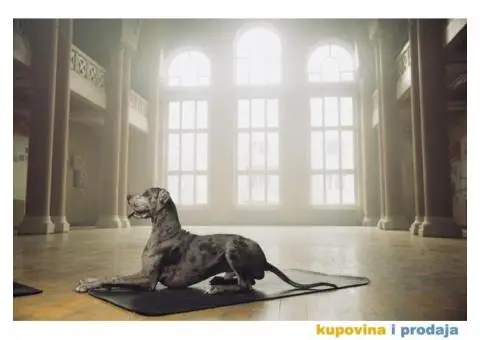 Nagrađivani mužjak doge za parenje - 4/4