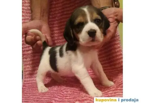 BIGL (Snupi) trobojni stenci - 1/5