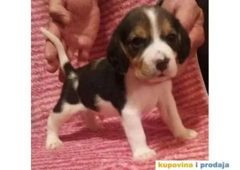 BIGL (Snupi) trobojni stenci - 2/5