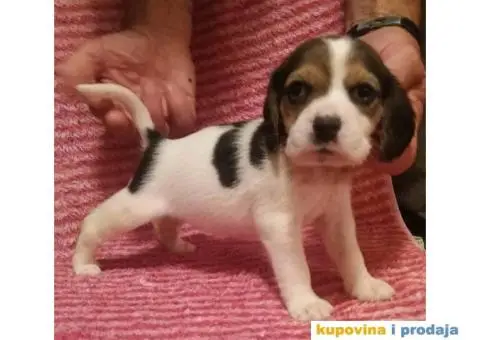 BIGL (Snupi) trobojni stenci - 3/5