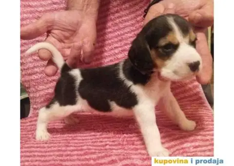 BIGL (Snupi) trobojni stenci - 4/5