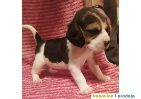 BIGL (Snupi) trobojni stenci - 5/5