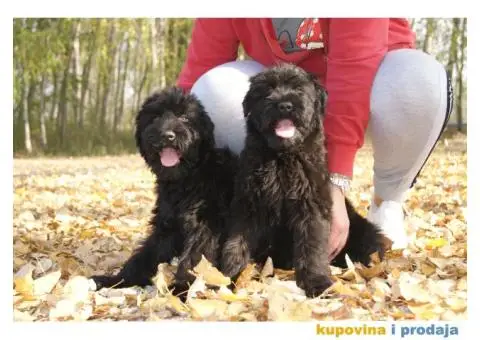 Crni ruski terijer štenci na prodaju - 1/10