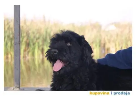 Crni ruski terijer štenci na prodaju - 2/10