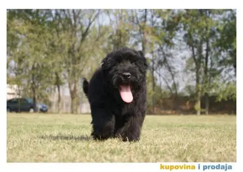 Crni ruski terijer štenci na prodaju - 3/10