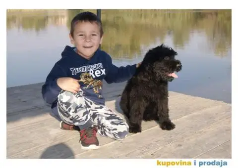 Crni ruski terijer štenci na prodaju - 4/10
