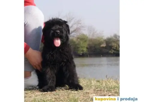 Crni ruski terijer štenci na prodaju - 5/10