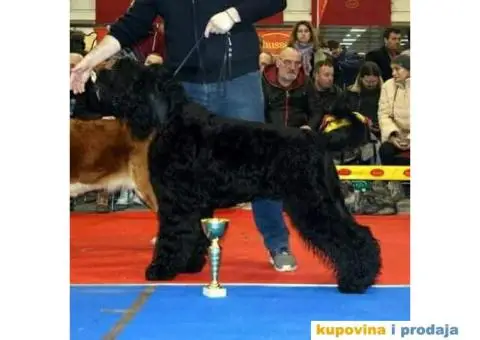 Crni ruski terijer štenci na prodaju - 6/10