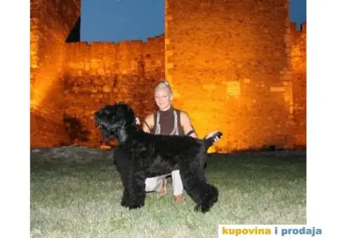 Crni ruski terijer štenci na prodaju - 7/10