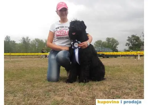 Crni ruski terijer štenci na prodaju - 8/10